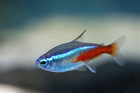 超好養的魚|適合新手養魚品種 : 6種入門淡水魚